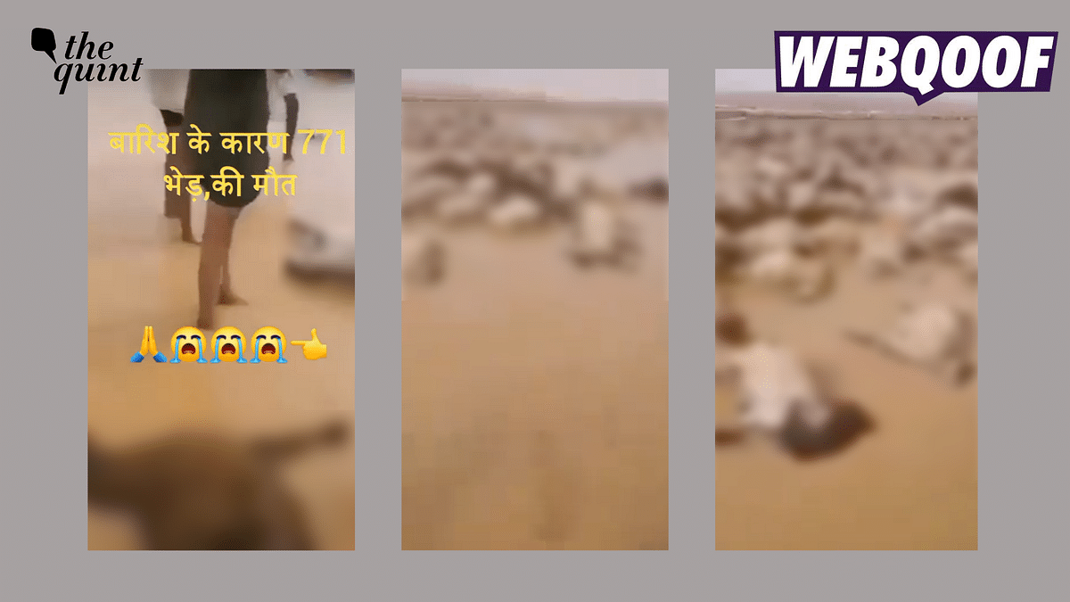 Fact-Check: Old Video of Livestock in Floods Shared as Recent Visuals