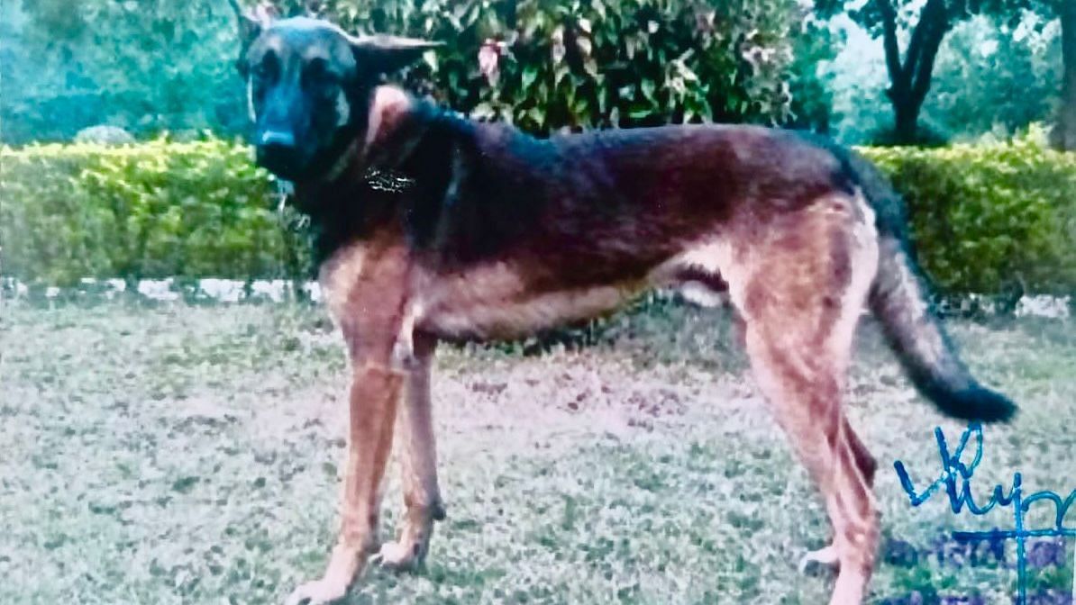 Indian Army Dog 'Axel' Killed in Anti-Terrorist Operation in Kashmir Valley 