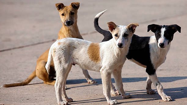 Street Dogs To Be Sterilised, Vaccinated by Greater Noida Authority for Free