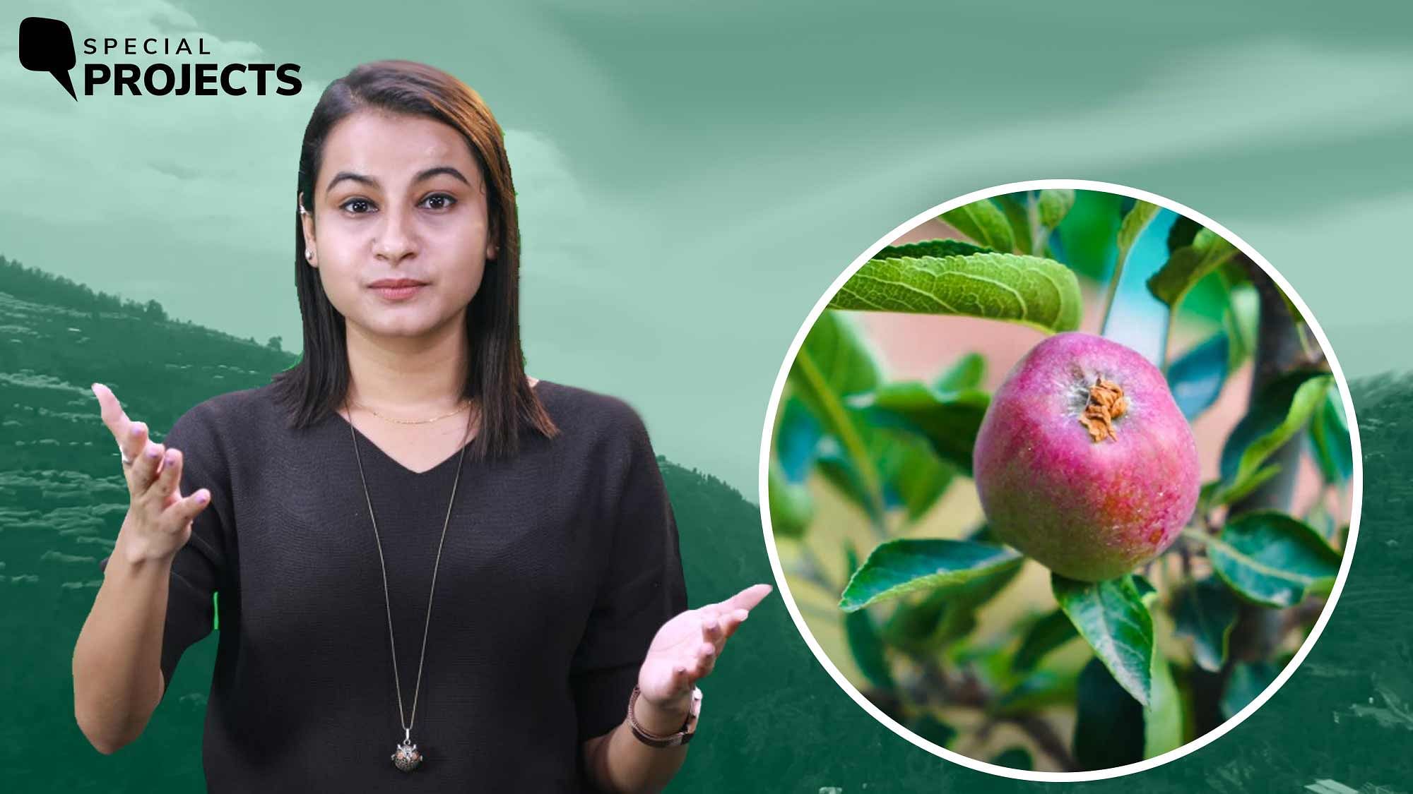 <div class="paragraphs"><p>Has climate change changed our food? The short answer is yes. The long answer is what we are investigating in our documentary. We trace the journey of the famous apples from the scenic orchards of Himachal Pradesh to our supermarkets</p></div>
