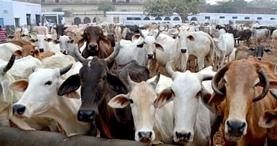 Lumpy Skin Disease Spreads to 8 States, Gurugram Bans Movement of Cattle