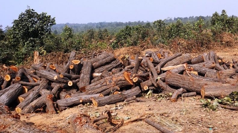 <div class="paragraphs"><p>Representational image of trees cut in Talabira, Odisha</p></div>