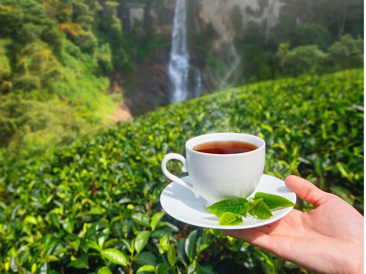 7 Types of Tea for Healthy Skin and Hair: Green Tea, Chamomile Tea,  Hibiscus Tea, and More
