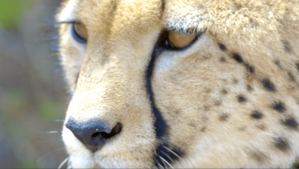Even as the African Cheetahs make their way to Kuno, conservationists question the viability of the project.
