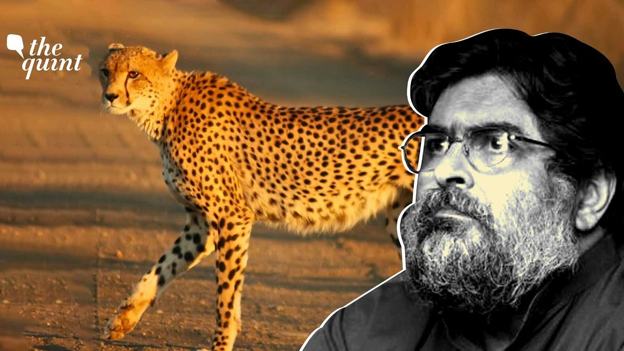 <div class="paragraphs"><p>Valmik Thapar on the Cheetah Translocation Project.&nbsp;</p></div>