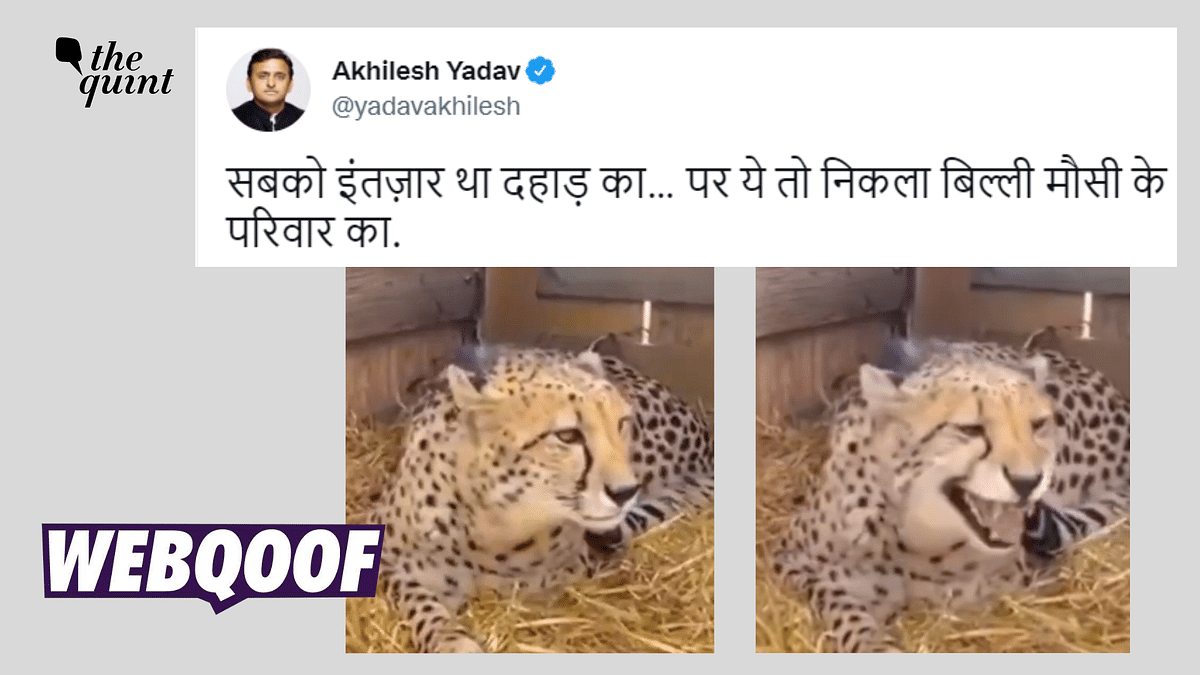 Old Video of Cheetahs Meowing Falsely Linked to Ones Brought to Madhya Pradesh