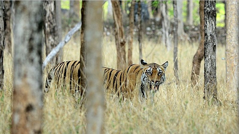 <div class="paragraphs"><p>Tiger in Madhya Pradesh. Biodiversity financing as a global initiative is being piloted by several institutions such as the World Wildlife Fund and the United Nations Development Programm.</p></div>