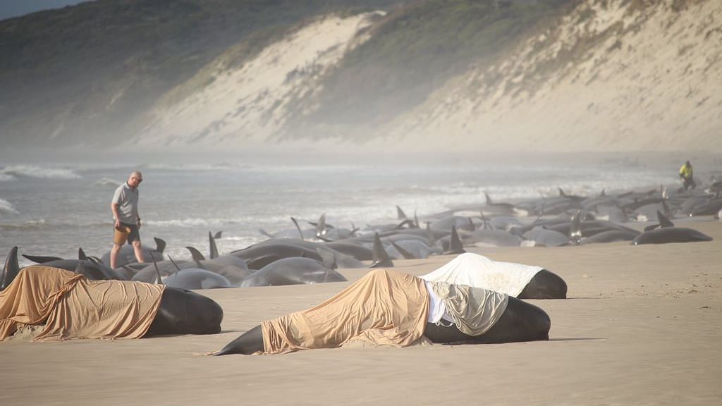 230 Whales Were Stranded on the Coast of Tasmania, Only 35 Survived