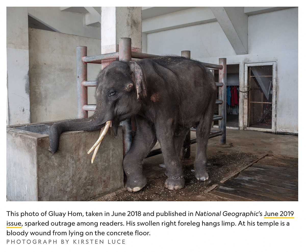 The photo dates back to 2018 and shows a male elephant named Gluay Hom in a zoo outside Bangkok, Thailand.