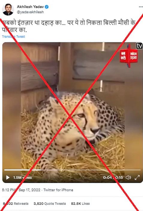 This video dates back to 2021 and shows two cheetah brothers from Minnesota's Wildcat Sanctuary. 