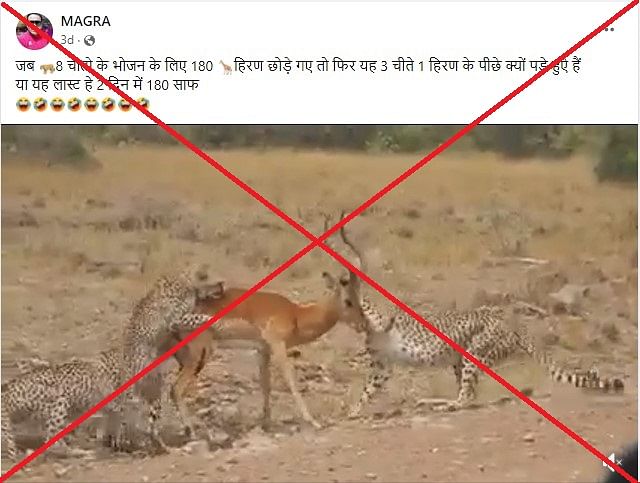 The video dates back to 17 August which predates the arrival of the eight cheetahs from Namibia to Madhya Pradesh.