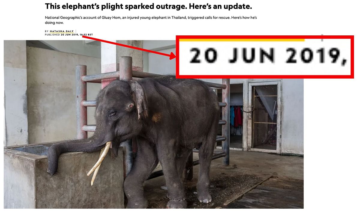 The photo dates back to 2018 and shows a male elephant named Gluay Hom in a zoo outside Bangkok, Thailand.