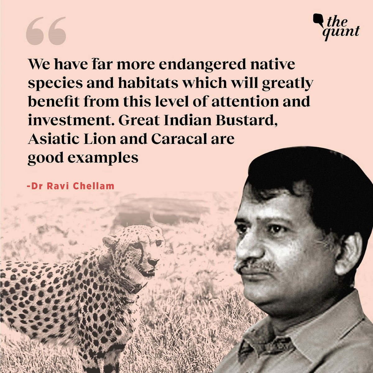 Dr Ravi Chellam speaks on the likelihood of the Cheetah Action Plan's success and more in this interview. 
