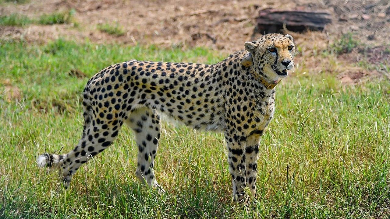 <div class="paragraphs"><p>A cheetah after being released inside a special enclosure of the Kuno National Park in Madhya Pradesh.&nbsp;</p></div>
