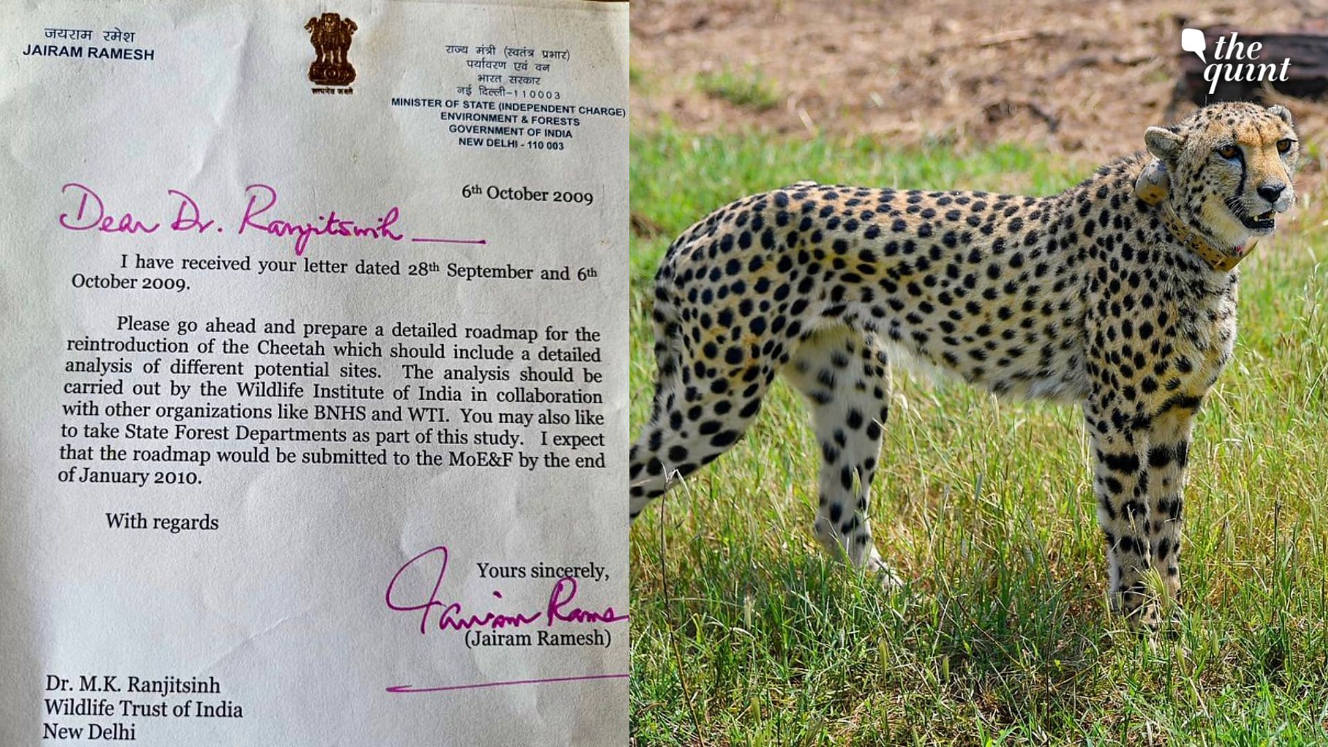 <div class="paragraphs"><p>Congress MP Jairam Ramesh shared a letter approving the project in 2009 (L), one of the cheetahs released at MP's Kuno National Park (R).</p></div>