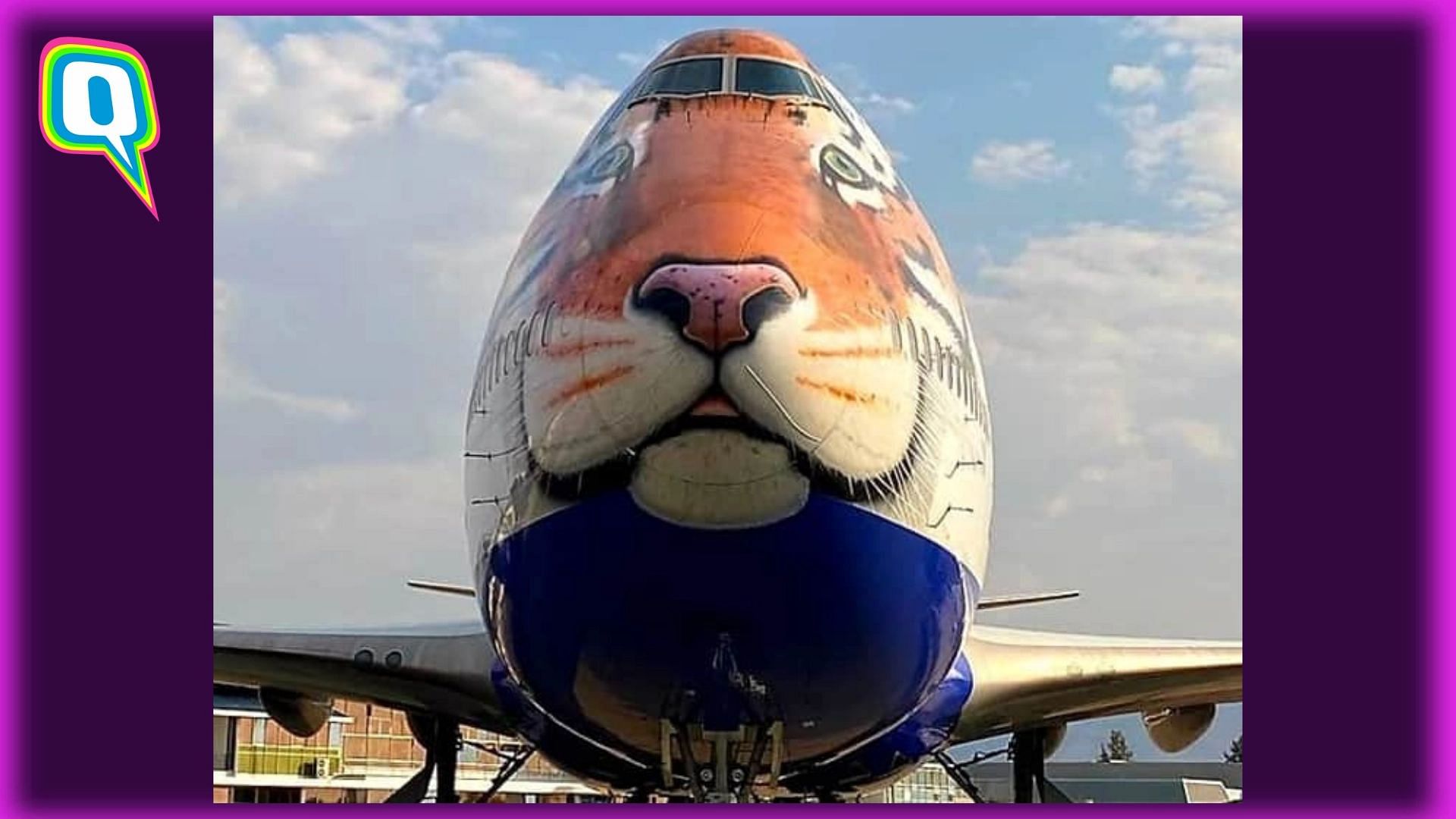 <div class="paragraphs"><p>A specially customised aircraft with a tiger painted on its face will carry eight cheetahs from Namibia to India</p></div>