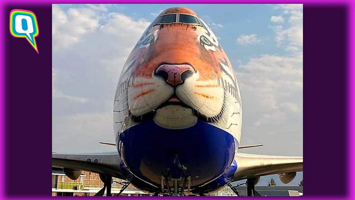 8 Cheetahs to Be Flown From Namibia to India in a Customised Plane