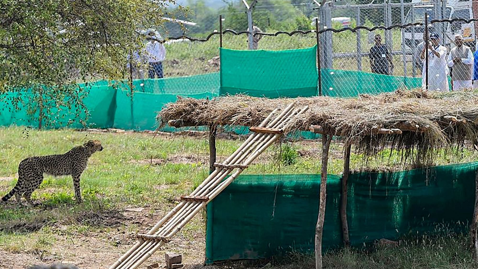 <div class="paragraphs"><p>A cheetah after being released inside a special enclosure of the Kuno National Park in Madhya Pradesh, Saturday, 17 September 2022. Three of the eight cheetahs brought from Namibia were released as part of a programme to reintroduce the feline in India, seven decades after it was declared extinct in the country.</p></div>