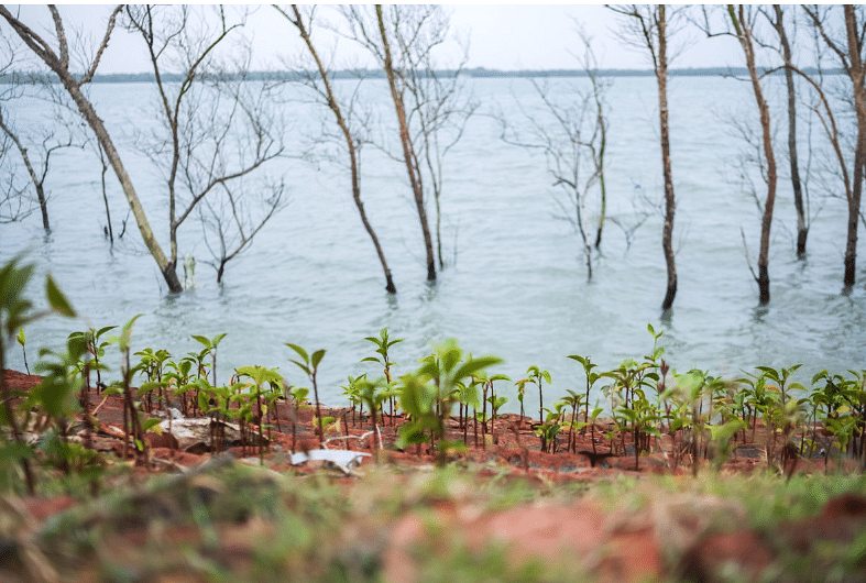Many of the mangrove plantations planted by the West Bengal Forest Department have been washed away.