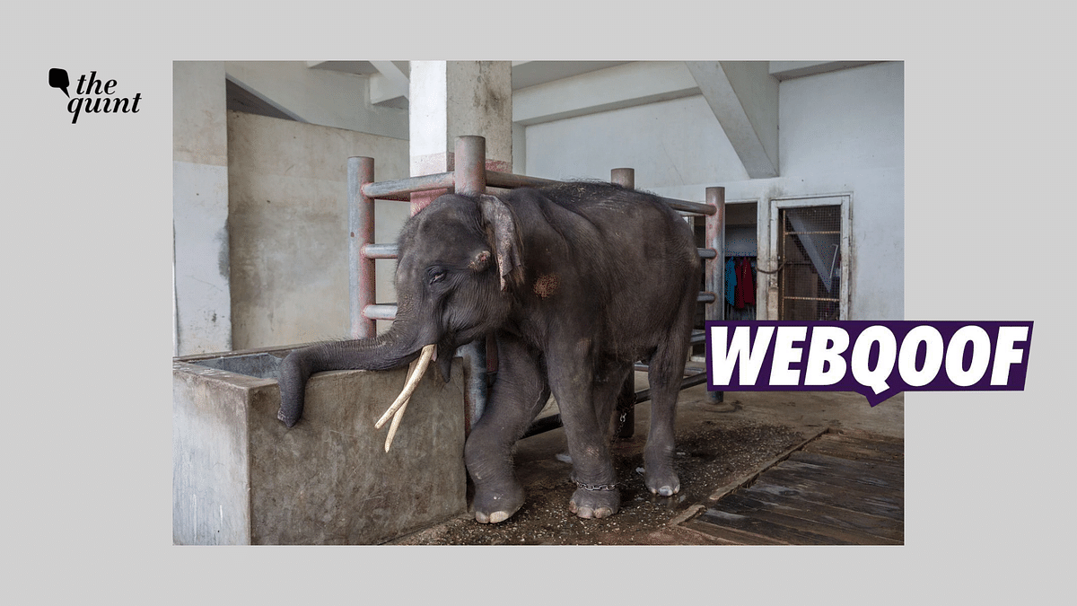 Photo From Thailand Shared as That of Joymala, Temple Elephant ‘Abused’ in TN