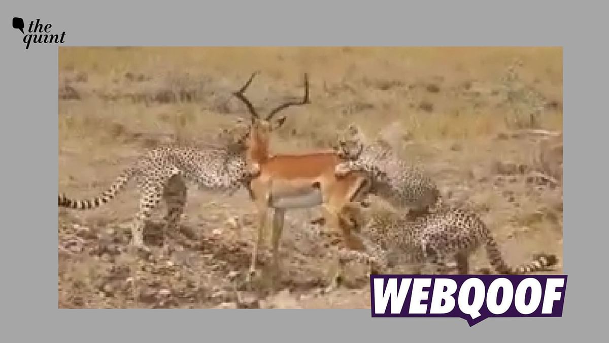 Old Video of Cheetahs Attacking Impala Shared as Recent From Kuno National Park