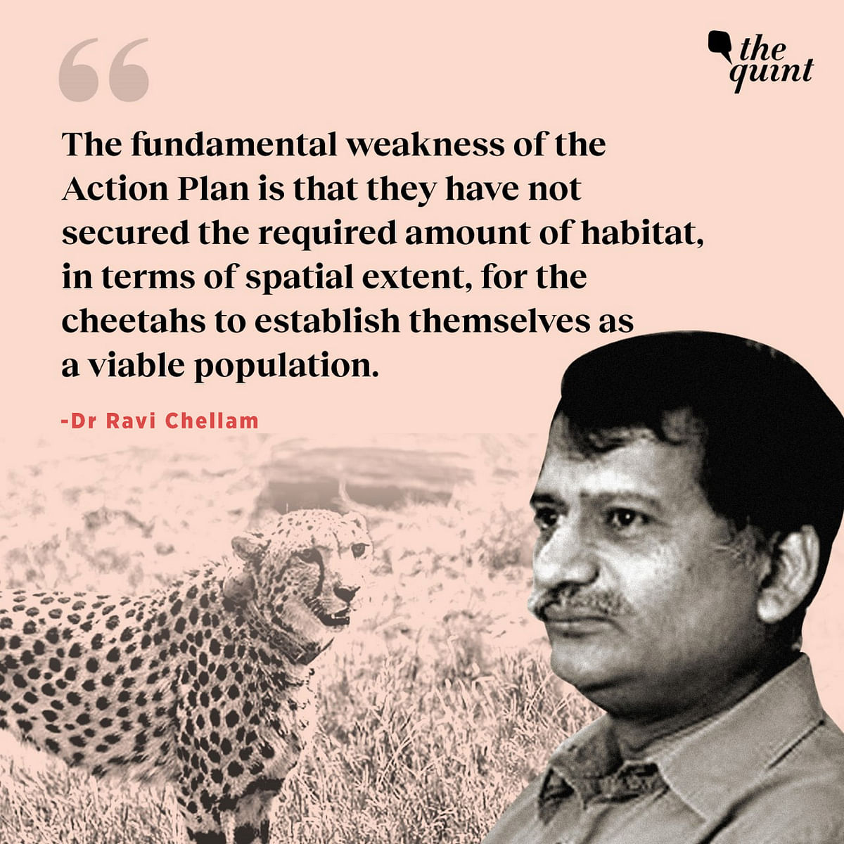 Dr Ravi Chellam speaks on the likelihood of the Cheetah Action Plan's success and more in this interview. 