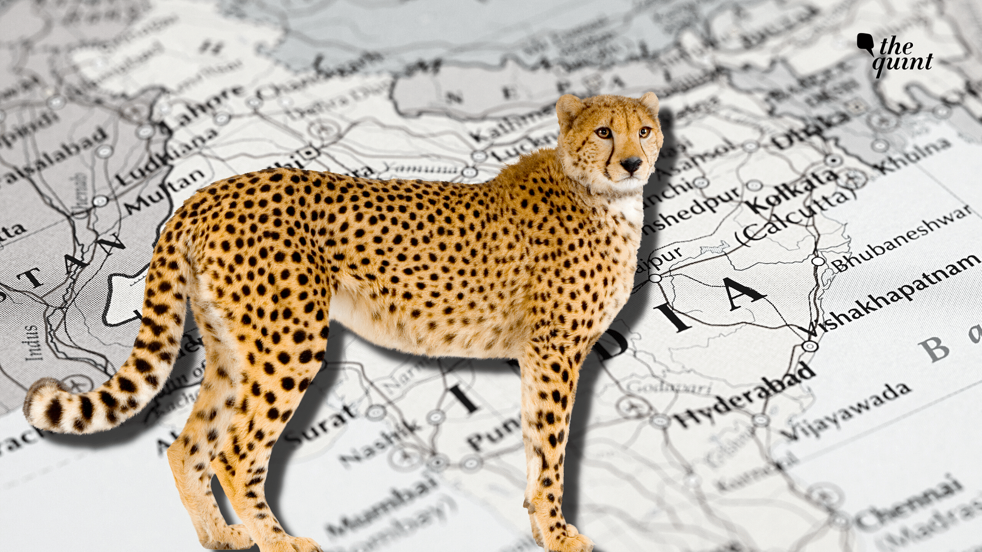 <div class="paragraphs"><p><strong>In an unfortunate turn of events, Daksha, a female <a href="https://www.thequint.com/photos/in-photos-twelve-cheetahs-south-africa-welcomed-madhya-pradesh-kuno-national-park#3">cheetah</a> who was brought to India from South Africa, died on Tuesday, 9 May.</strong></p></div>
