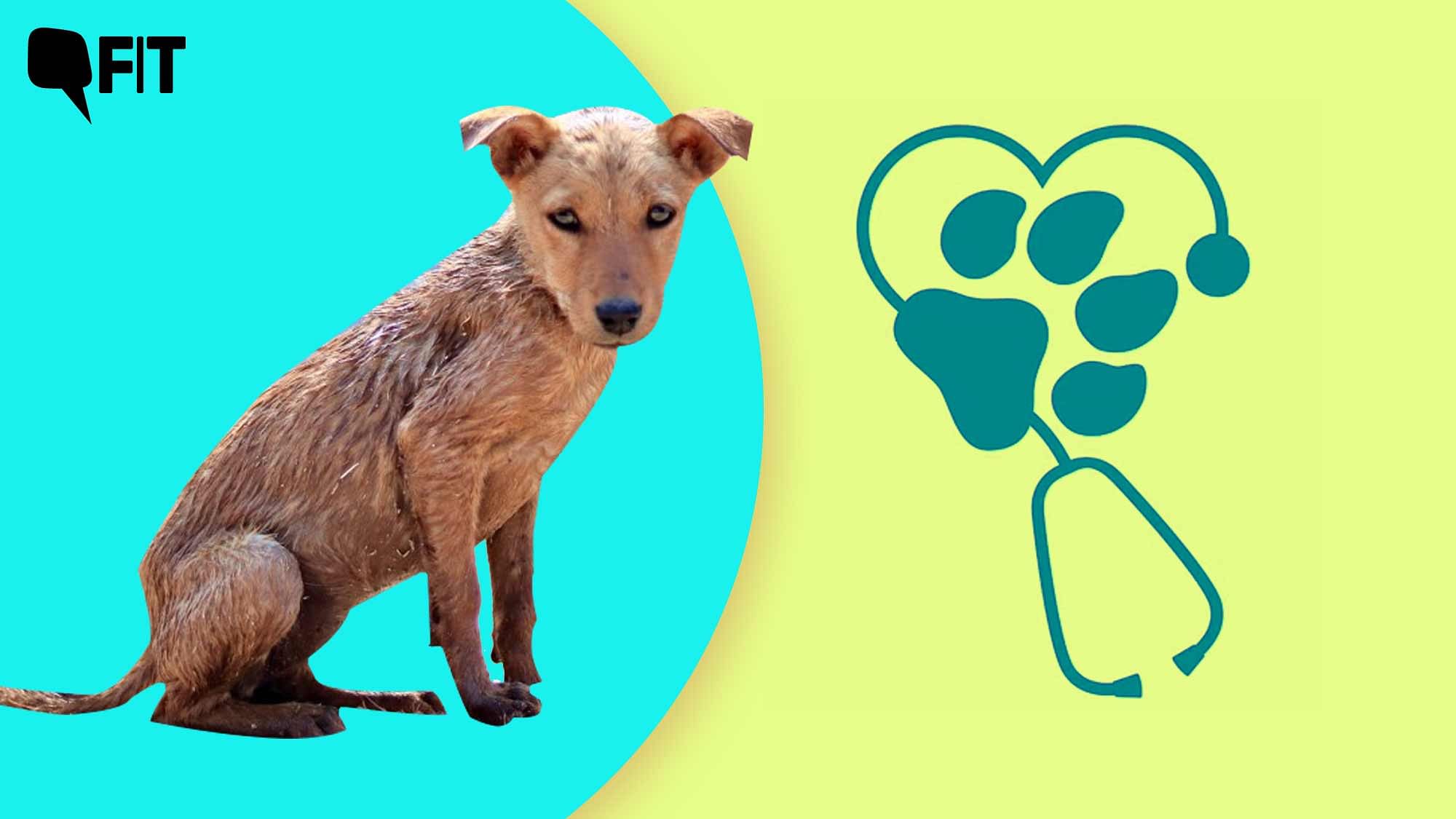 <div class="paragraphs"><p>Rabies kills up to 20,000 people every year in India. But it is not a matter of public attention.</p></div>