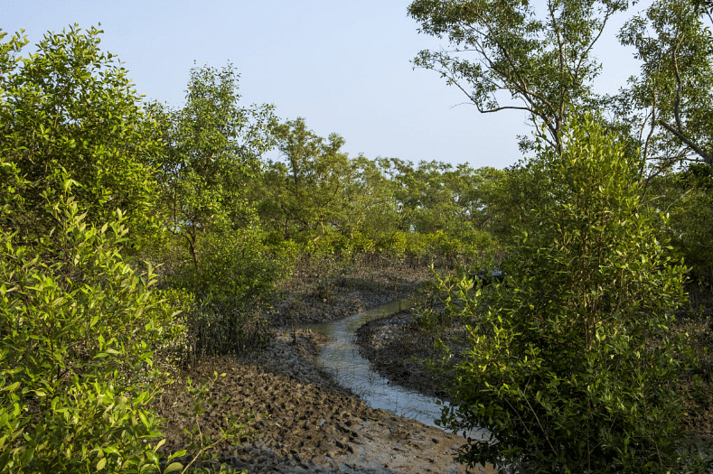 Many of the mangrove plantations planted by the West Bengal Forest Department have been washed away.