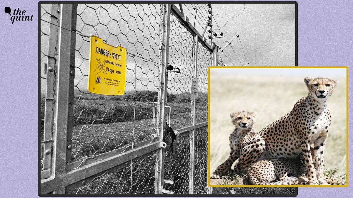 PM Modi & Cheetahs: A Blog From Ground Zero Uncovering India’s Call to the Wild
