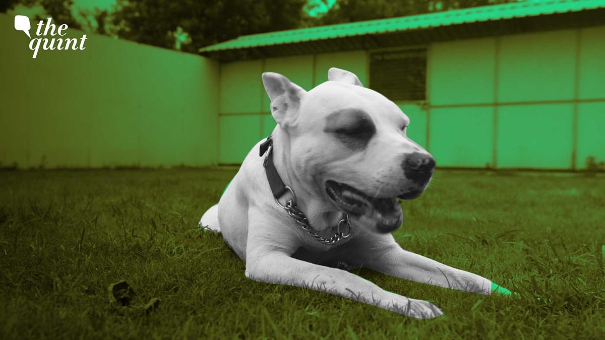 Bad Upbringing, Training: What Pet Owners Are Doing Wrong When Raising Pit Bulls
