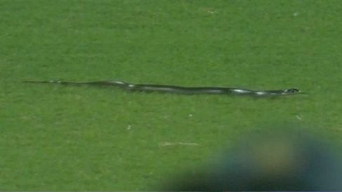 India vs South Africa 2nd T20I: Snake Causes Interruption of Play in Guwahati