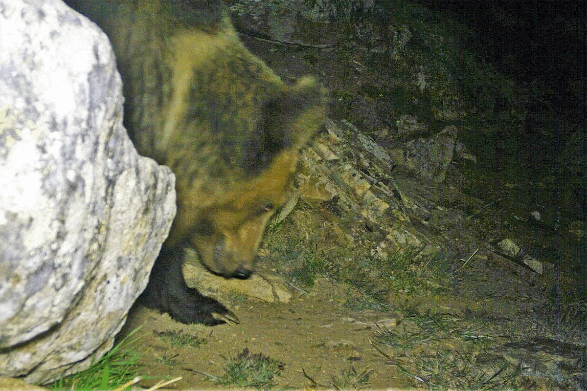 A new study is the first to offer clear photographic evidence of the presence of Tibetan brown bears in Nepal.