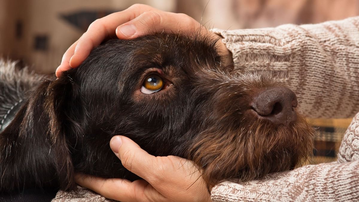 New Study Suggests That Dogs Can Smell Human Stress 