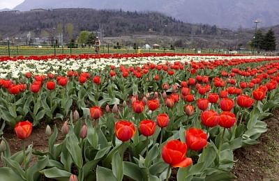 The Asia's largest tulip garden in Srinagar, J&K is all set to open on 23 March. Here's everything you must know.