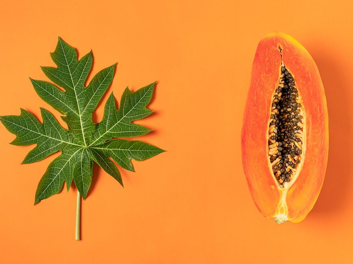 <div class="paragraphs"><p>Papaya leaves are considered to be great for dengue recovery</p></div>