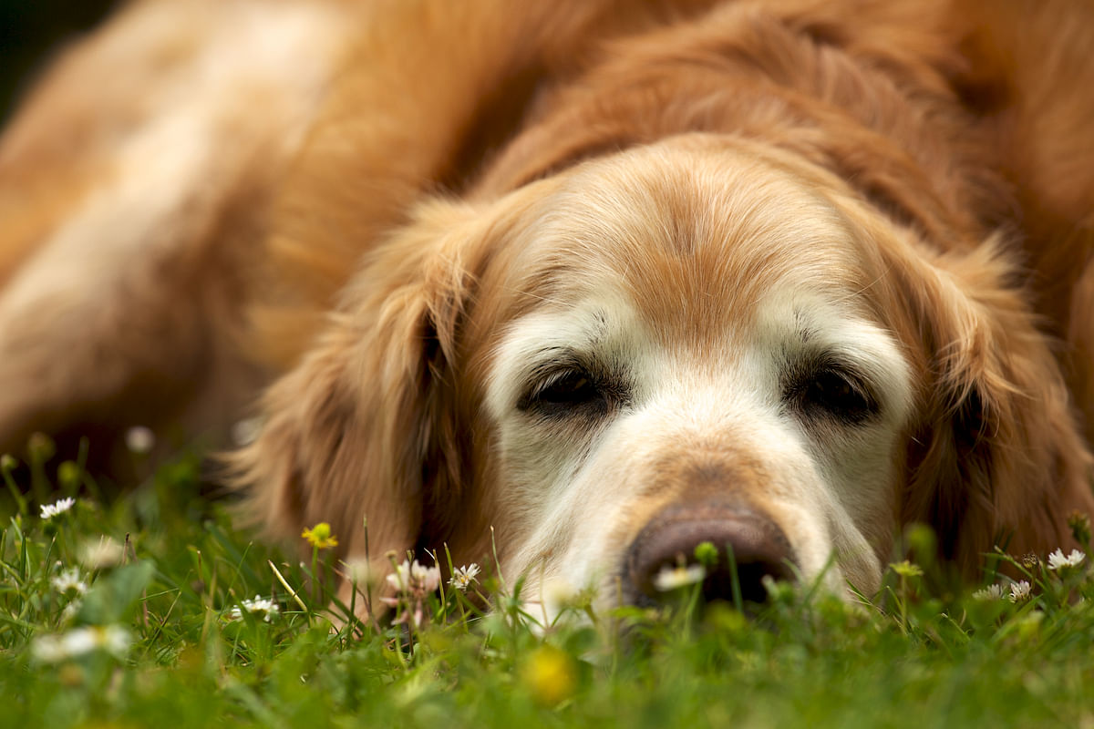Although it is lesser-known, dogs, like humans, can also develop dementia as they age.
