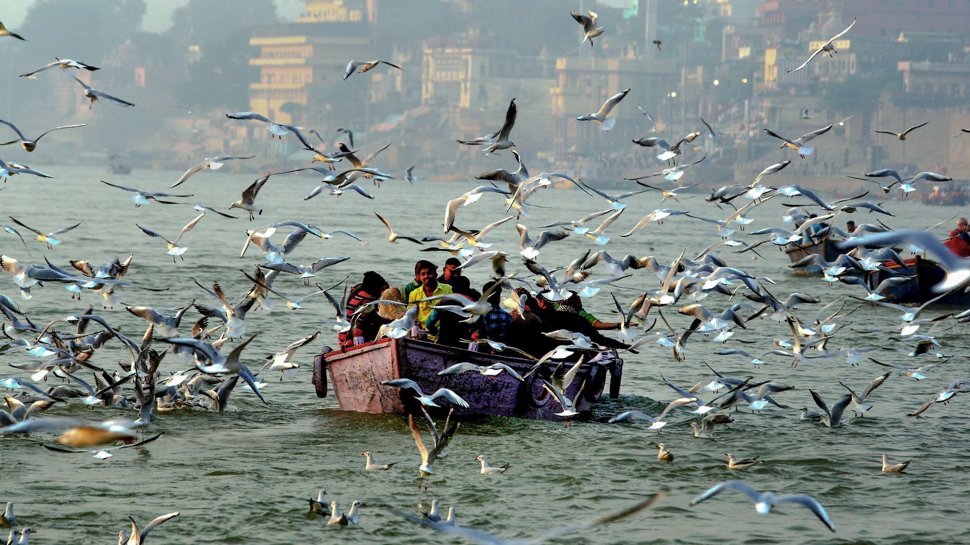 <div class="paragraphs"><p>People feed migratory Siberian seagulls from a boat on the Ganga river, in Varanasi on Tuesday, 15 November.</p></div>