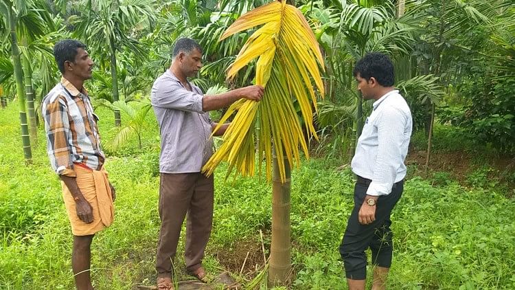 'Blast Disease' caused by an air-borne fungus can wipe out 70 percent of arecanut plantations in Karnataka.