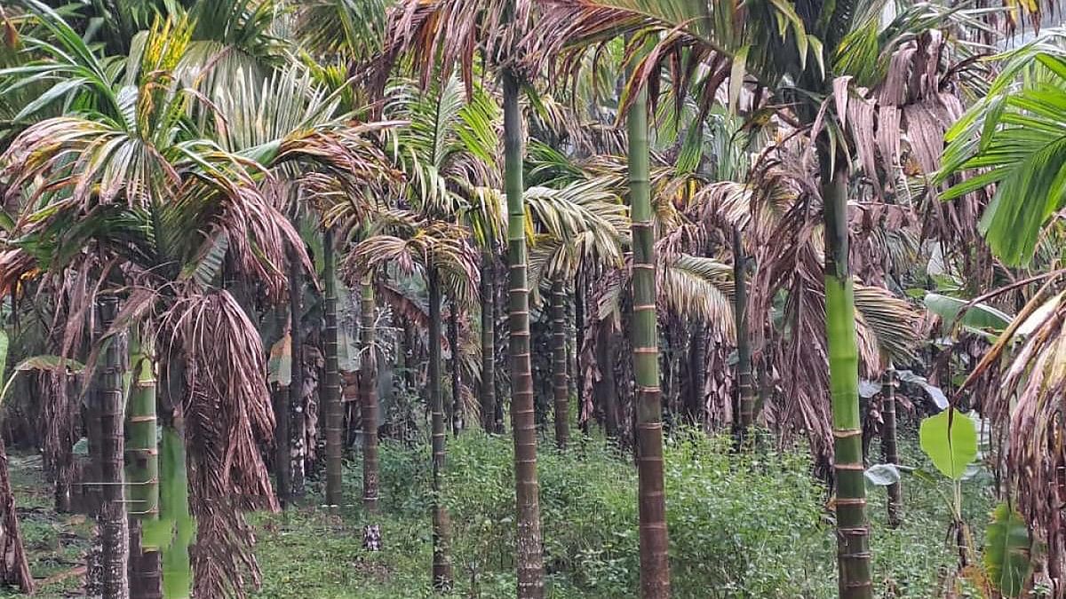 <div class="paragraphs"><p>Farmer Sripal Kumar's arecanut plantation in Shivamogga affected by blast disease in September 2022.</p></div>
