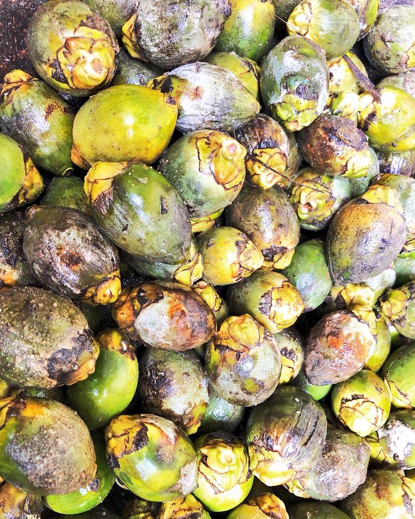 'Blast Disease' caused by an air-borne fungus can wipe out 70 percent of arecanut plantations in Karnataka.