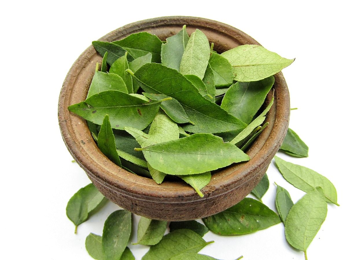 <div class="paragraphs"><p>Benefits of consuming curry leaves regularly</p></div>