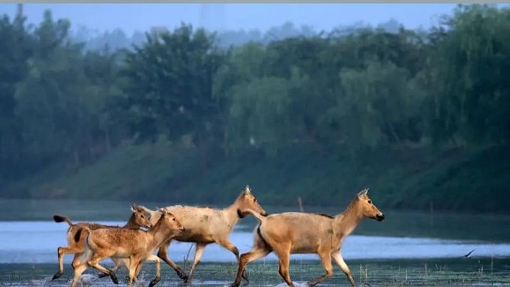 <div class="paragraphs"><p>Four Père David’s deer (<em>Elaphurus davidianus</em>), also known as milu deer, on a wetland near the Dafeng Milu National Nature Reserve in Jiangsu Province, China.</p></div>