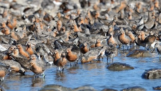 <div class="paragraphs"><p>Red knots stop to feed along the Delaware shore as they migrate from the high Arctic to South America.</p></div>
