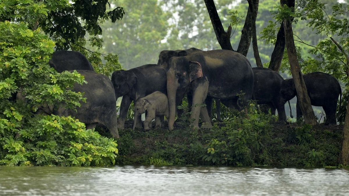 Rajya Sabha Passes Wildlife Protection Bill: Wild Elephants Under Threat? 