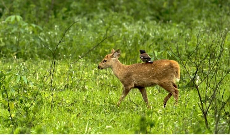 The original 1972 act has given legal protection to important wildlife habitats and native wildlife.