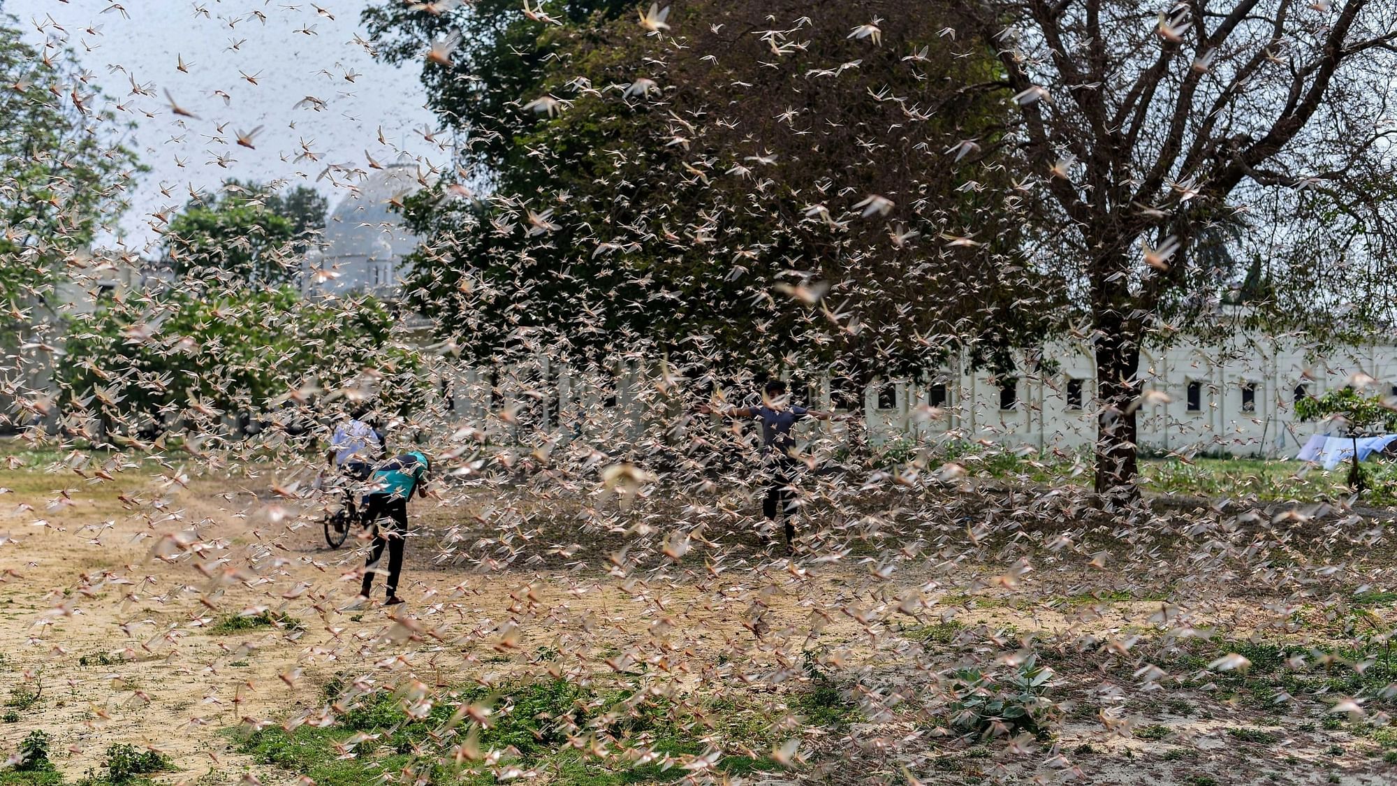 Children attempt to drive away a swarm of locusts flying over a field, in Prayagraj.