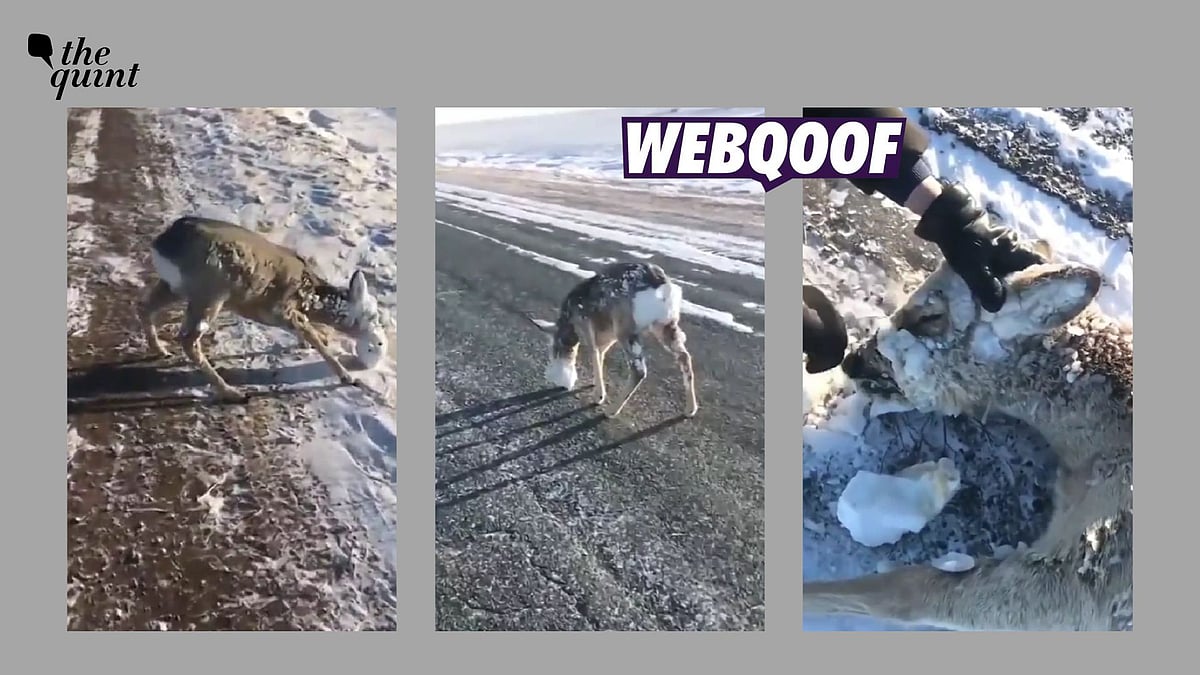Fact-Check | Old Video of People Saving a Deer in Kazakhstan Linked With Blizzard in the US - Vimarsana News
