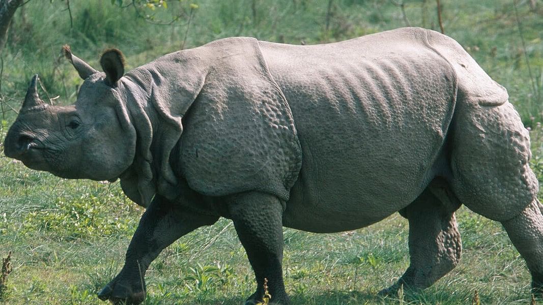 <div class="paragraphs"><p>Assam Chief Minister Himanta Biswa Sarma announced on 2 January that no rhinos were poached in Assam in the year 2022.</p></div>