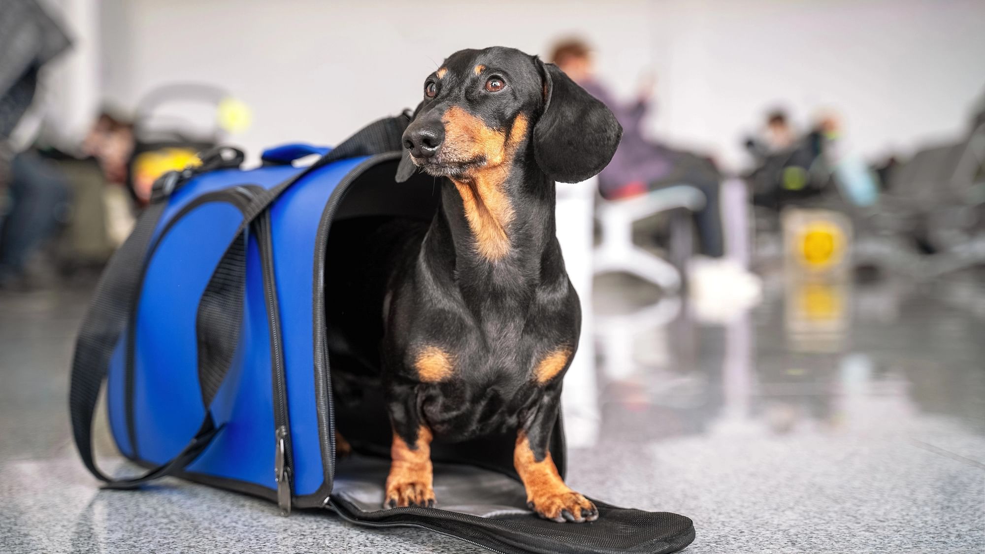 <div class="paragraphs"><p>Akasa Air, in October, announced that it would start allowing “domesticated dogs and cats” weighing up to 7 kg in the cabin with fliers from 1 November.</p></div>